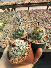 Coryphantha sp. miladae n. provisiorum VZD060