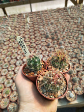 Thelocactus bicolor KKR495