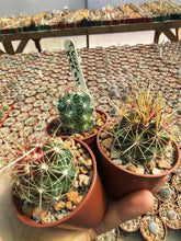 Thelocactus bicolor KKR495