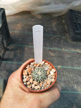 Astrophytum asterias superkabuto hybrids
