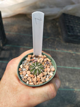 Astrophytum asterias superkabuto hybrids