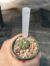 Astrophytum asterias superkabuto hybrids