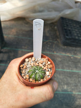 Astrophytum asterias superkabuto hybrids