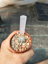 Astrophytum asterias superkabuto hybrids