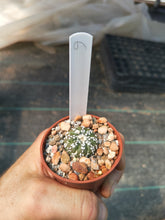 Astrophytum asterias superkabuto hybrids