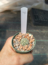 Astrophytum asterias superkabuto hybrids