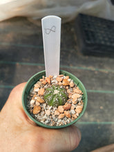 Astrophytum asterias superkabuto hybrids