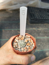 Astrophytum asterias superkabuto hybrids