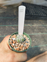 Astrophytum asterias superkabuto hybrids