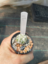 Astrophytum asterias superkabuto hybrids