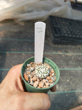 Astrophytum asterias superkabuto hybrids