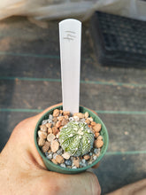 Astrophytum asterias superkabuto hybrids