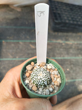 Astrophytum asterias superkabuto hybrids