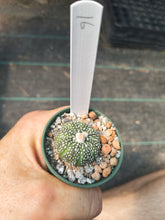 Astrophytum asterias superkabuto hybrids