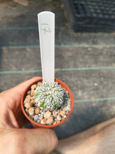 Astrophytum asterias superkabuto hybrids