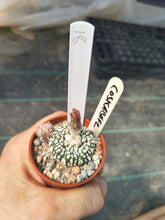 Astrophytum asterias superkabuto hybrids