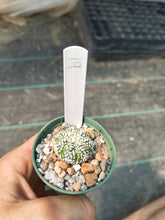 Astrophytum asterias superkabuto hybrids