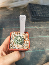 Astrophytum asterias superkabuto hybrids