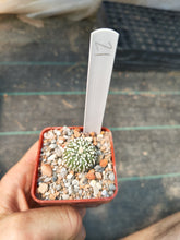 Astrophytum asterias superkabuto hybrids