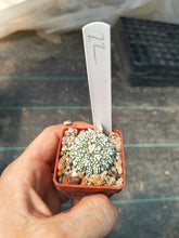 Astrophytum asterias superkabuto hybrids