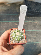 Astrophytum asterias superkabuto hybrids