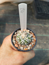 Astrophytum asterias superkabuto hybrids
