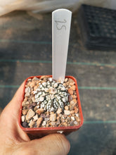 Astrophytum asterias superkabuto hybrids