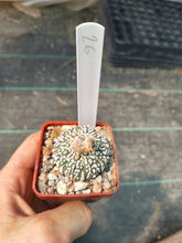 Astrophytum asterias superkabuto hybrids