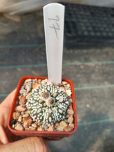 Astrophytum asterias superkabuto hybrids
