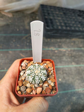 Astrophytum asterias superkabuto hybrids