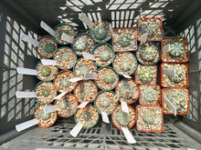 Astrophytum asterias superkabuto hybrids