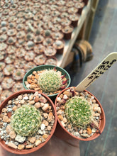 Sulcorebutia flavissima SE124