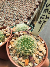 Sulcorebutia flavissima SE124
