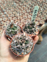 Gymnocalycium carminanthum v.montanum SL35a