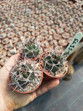 Gymnocalycium carminanthum v.montanum SL35a