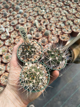 Acanthocalycium variiflorum LF42