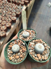 Epithelantha micromeris SB256