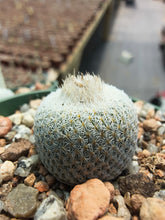 Epithelantha micromeris SB256