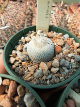Epithelantha micromeris SB256