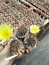 Lobivia aurea v. luteiflora R711d