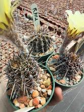Lobivia aurea v. luteiflora R711d