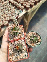 Lobivia horrida