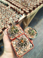 Lobivia horrida