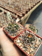 Lobivia horrida