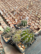 Lobivia aurea depressicostata P185