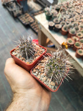 Lobivia aurea depressicostata P185