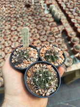Lobivia pentlandii JO954.04