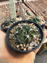 Lobivia pentlandii JO954.04