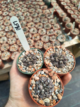 Gymnocalycium robustum LF80