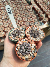 Gymnocalycium robustum LF80